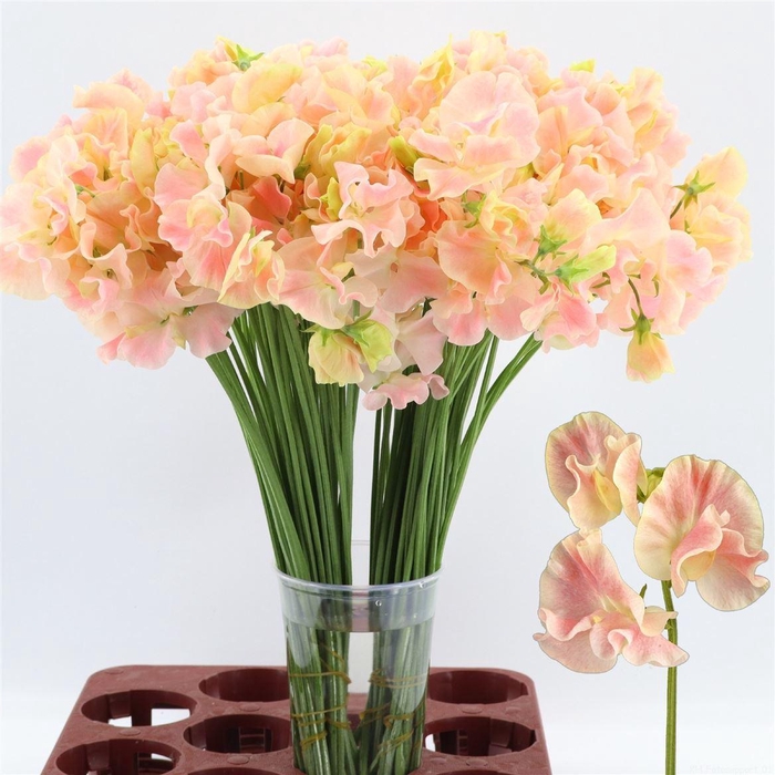 <h4>Lathyrus Misty Champagne</h4>