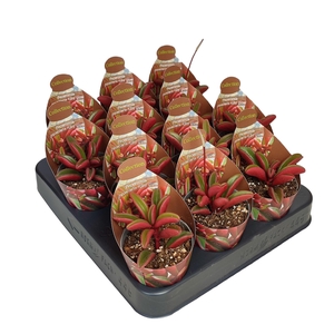 PEP GRAVEOLENS