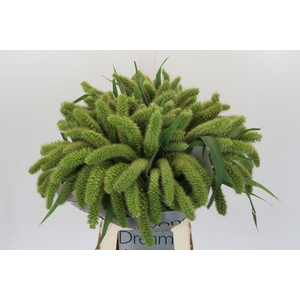 SETARIA IT VOLL MELK