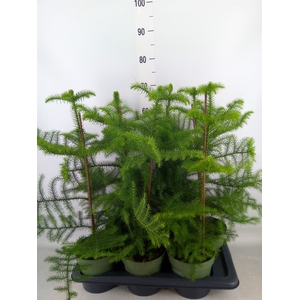 Araucaria heterophylla