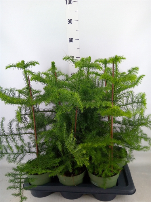 <h4>Araucaria heterophylla</h4>