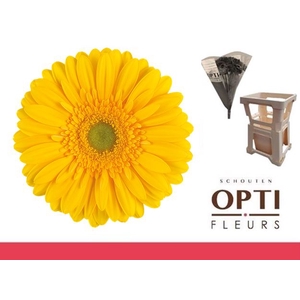 Gerbera Submarine Water / Hoes