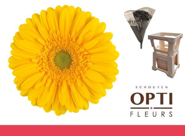 <h4>Gerbera Submarine Water / Hoes</h4>