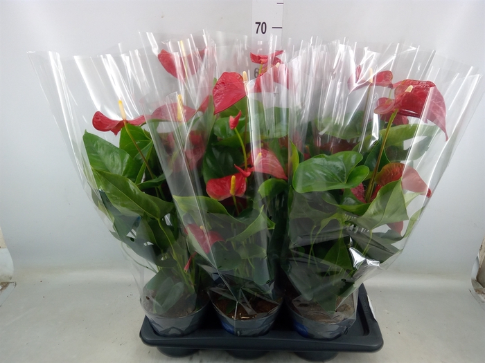 <h4>Anthurium andr. 'Karma Red'</h4>