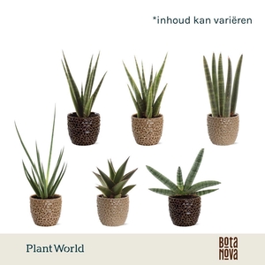 Sansevieria luxe mix in Lizzy keramiek