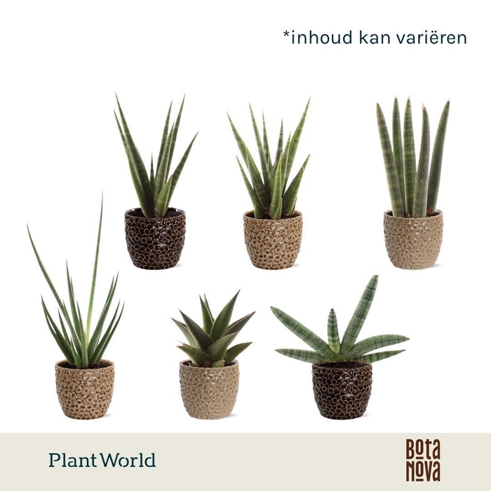 <h4>Sansevieria luxe mix in Lizzy keramiek</h4>