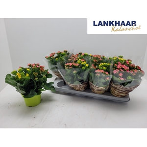 KAL EN GEM IN POT
