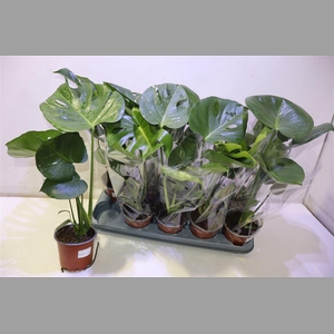 Monstera Del Thai Co