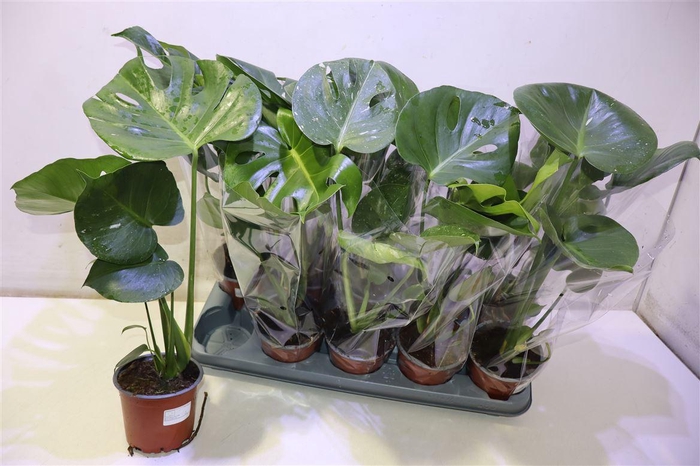 <h4>Monstera Del Thai Co</h4>
