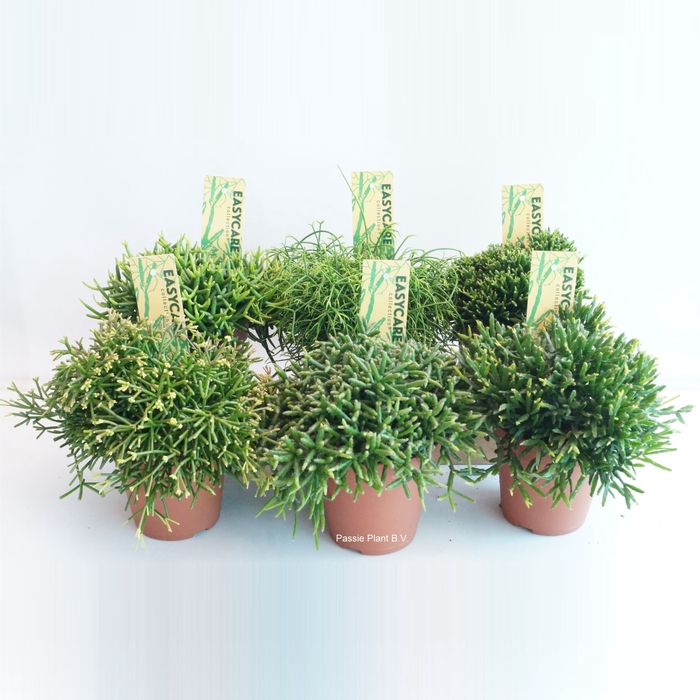 <h4>Rhipsalis gemengd</h4>