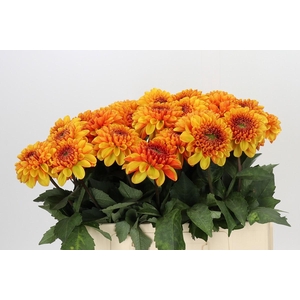 Dahlia American Sunset