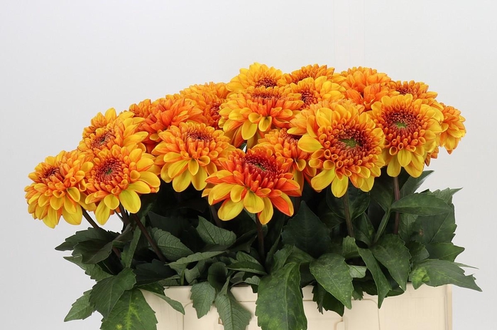 <h4>Dahlia American Sunset</h4>