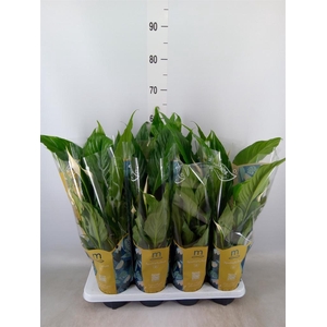 Spathiphyllum  'Sweet Chico'