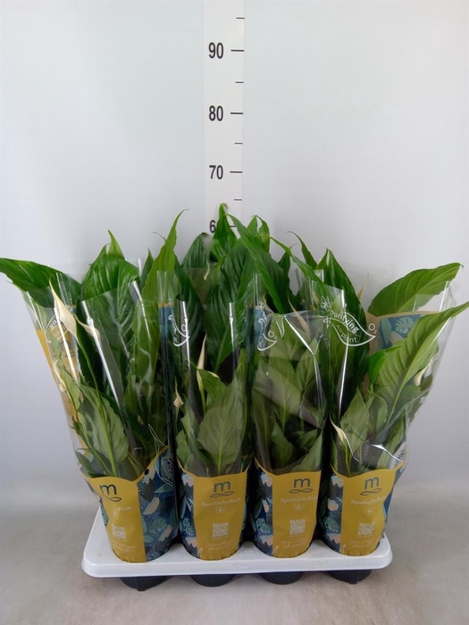 <h4>Spathiphyllum  'Sweet Chico'</h4>