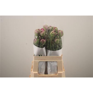 Tu Fr Du Purple Power