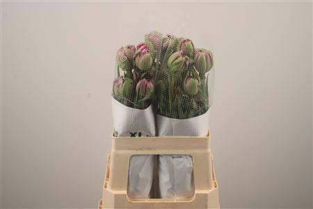 <h4>Tu Fr Du Purple Power</h4>