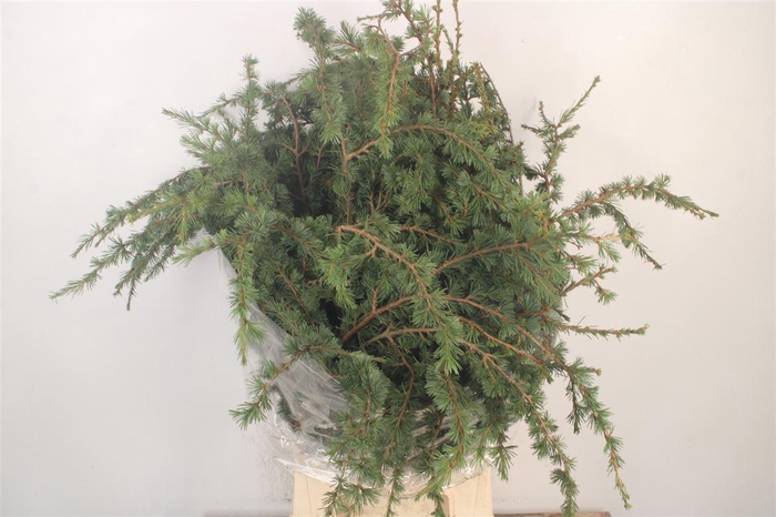 Ceder Libano Per Bunch