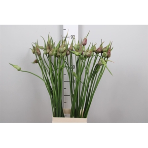 Allium Mystic Merlin