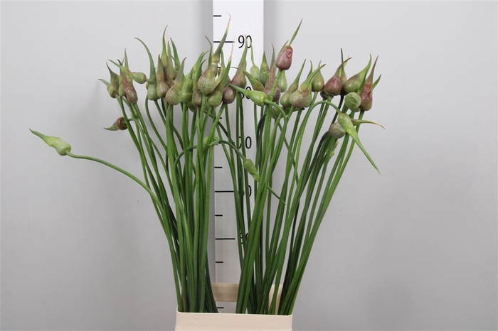 <h4>Allium Mystic Merlin</h4>