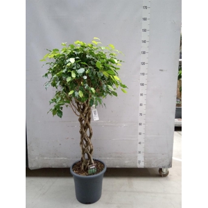 Ficus benja. 'Exotica'