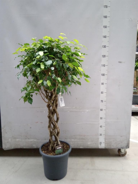 <h4>Ficus benja. 'Exotica'</h4>