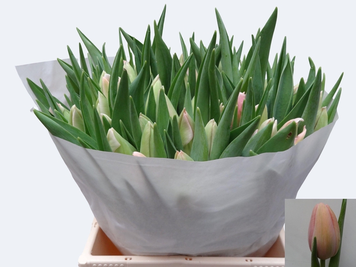 <h4>TU EN OLLIOULES</h4>