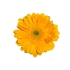 GERBERA BONAMARE < 050 CM > 10 CM DIAM