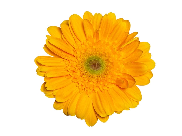 <h4>GERBERA BONAMARE < 050 CM > 10 CM DIAM</h4>