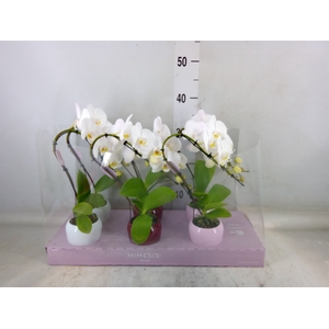 Phalaenopsis   ...white