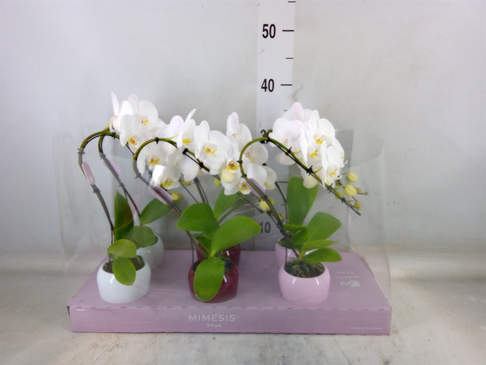 <h4>Phalaenopsis   ...white</h4>