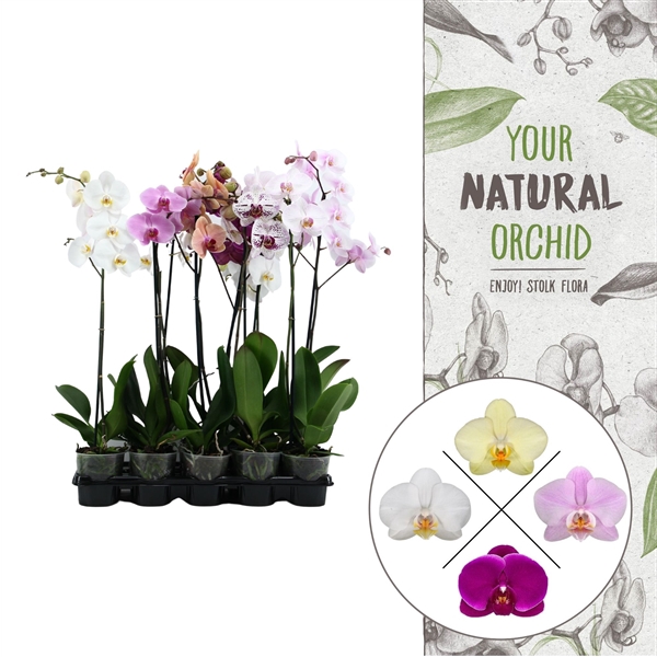 <h4>Your Natural Orchid | Mix 75cm | Phalaenopsis 1 spike</h4>