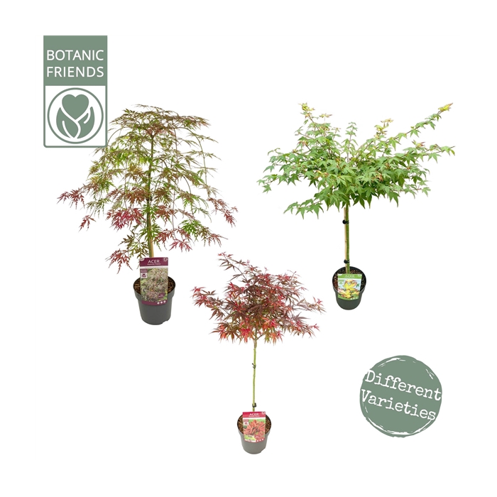<h4>Acer palm. diverse mix</h4>