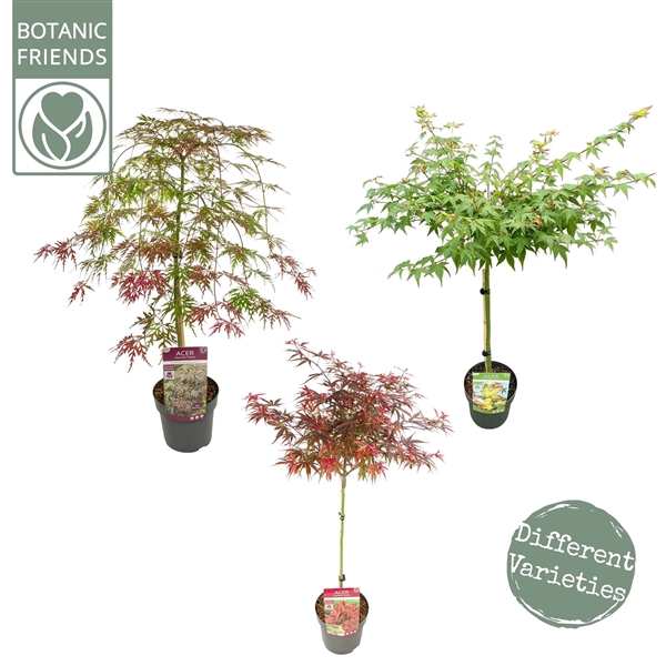 <h4>Acer palm. diverse mix</h4>