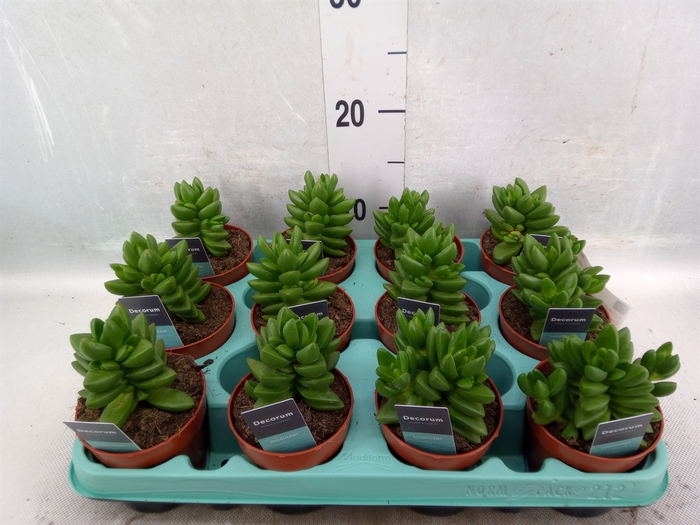 <h4>Crassula   ...</h4>