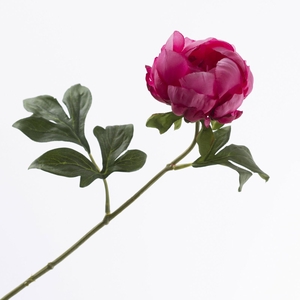 Paeonia Open Fuchsia FL440349FSA