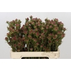 Kaaps Groen Jubilee Crown Spray