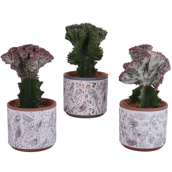 <h4>Cactus mix Euphorbia l. Ø12cm in Ø14cm Ceramic Pot Forest</h4>