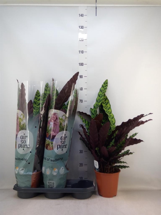 <h4>Calathea lancifolia</h4>