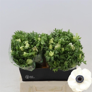 Anemone Galil Wit