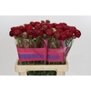 Ranunculus Romance Poodle Chaouen