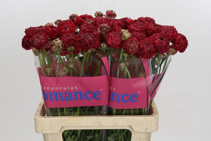 Ranunculus Romance Chaouen