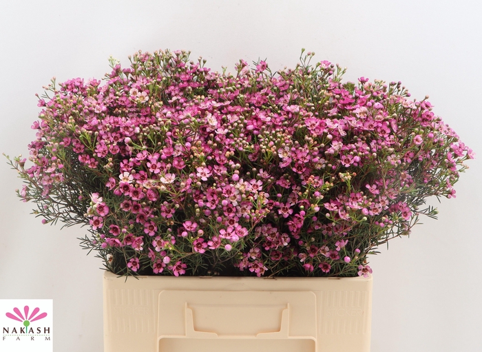 <h4>CHAME UN JUPITER</h4>