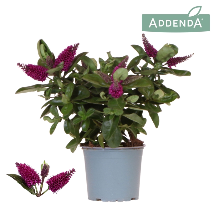 <h4>Hebe Addenda Donna Red</h4>