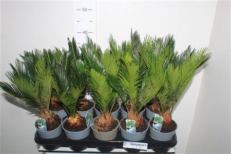 <h4>Cycas Revoluta 6+</h4>