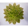 Echeveria Agavoides Cutflower Wincx-14cm