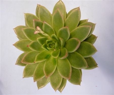 Echeveria Agavoides Cutflower Wincx-14cm