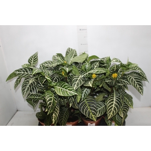 APHELANDRA COM FLOR P15 COM FLOR