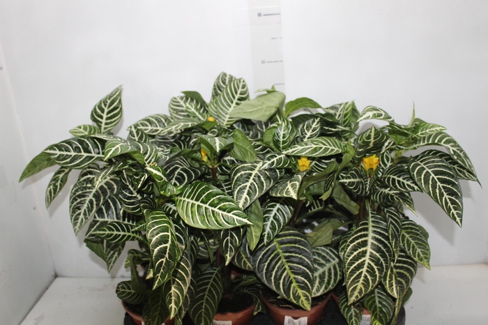 <h4>APHELANDRA COM FLOR P15 COM FLOR</h4>
