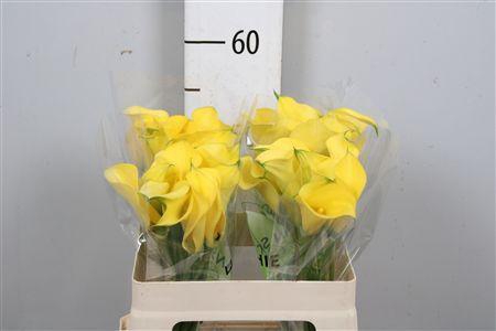 <h4>Zant Gold Medal</h4>