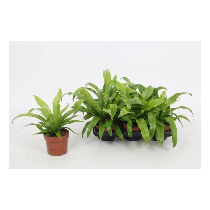 <h4>Asplenium Antiquum 12Ø 25cm</h4>